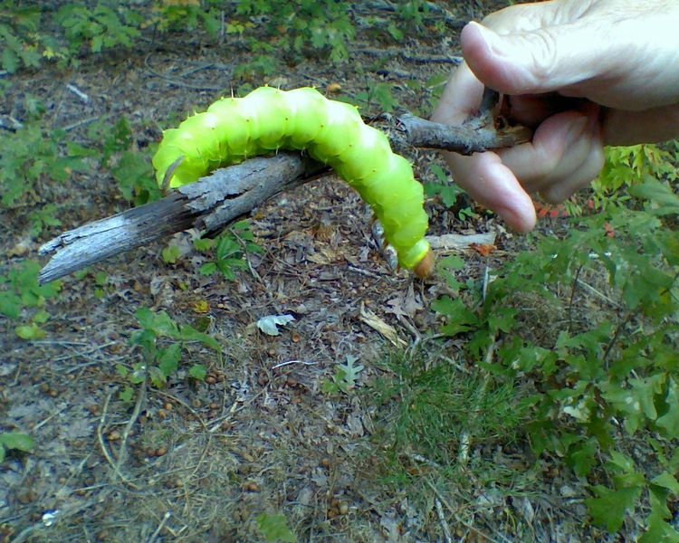 Antheraea_polyphemus3