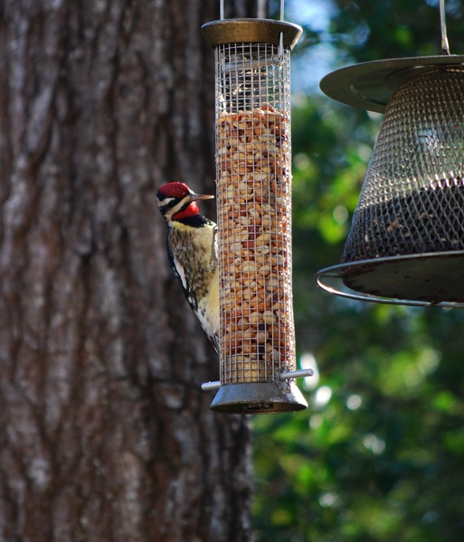 Sphyrapicus_varius