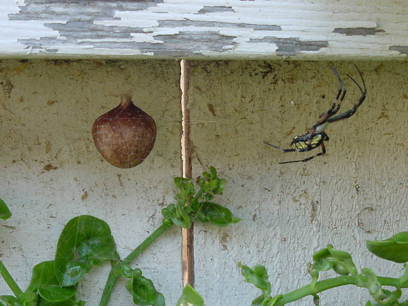 argiope_and_sac