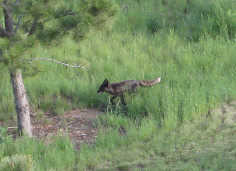 blackfox