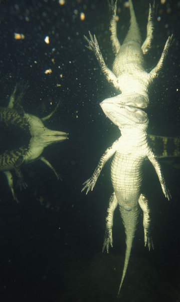 66americanalligator-5alt