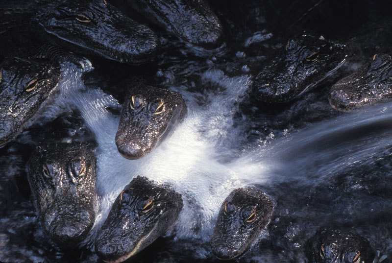 67americanalligator-3alt