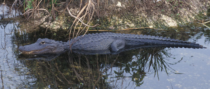 68americanalligator-2alt