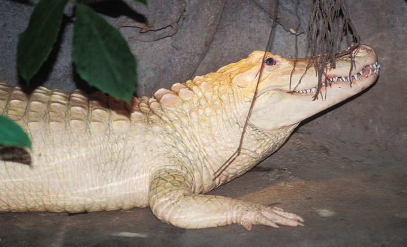 71americanalligator-6alt