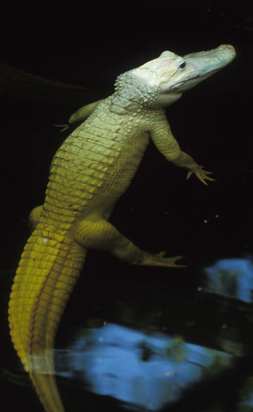 72americanalligator-4alt