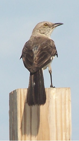 North_Mockbird_100b2370