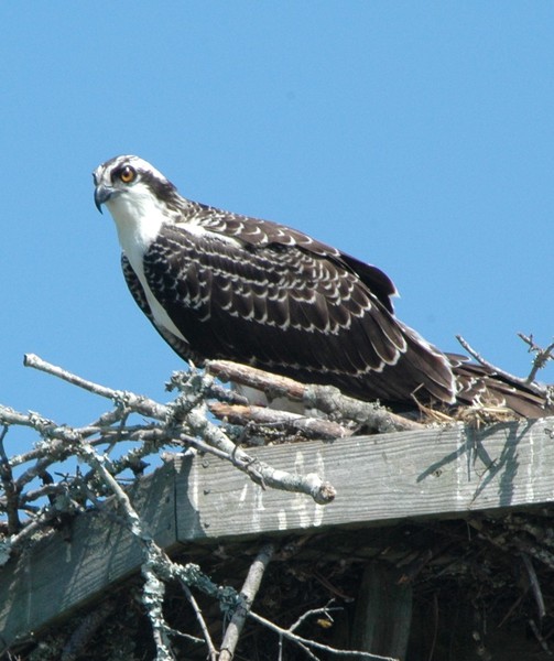 Osprey_juvenile_dsc_0015