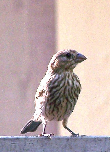 house_finch_100_1828