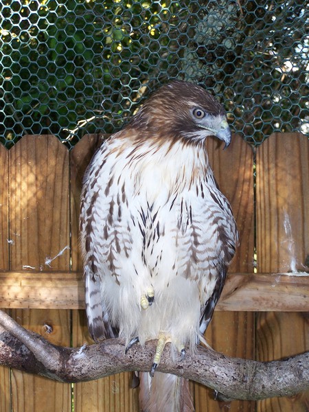 redtailedhawk_100_8340