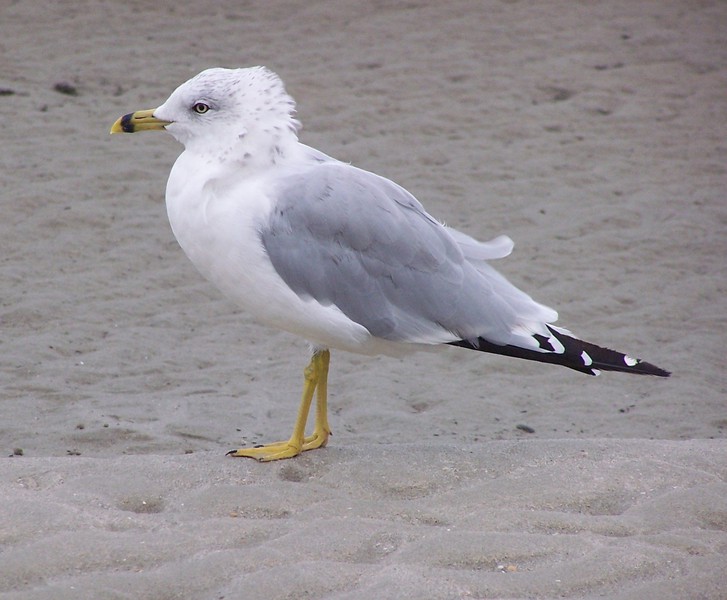 ring-billed_gull_102b9220