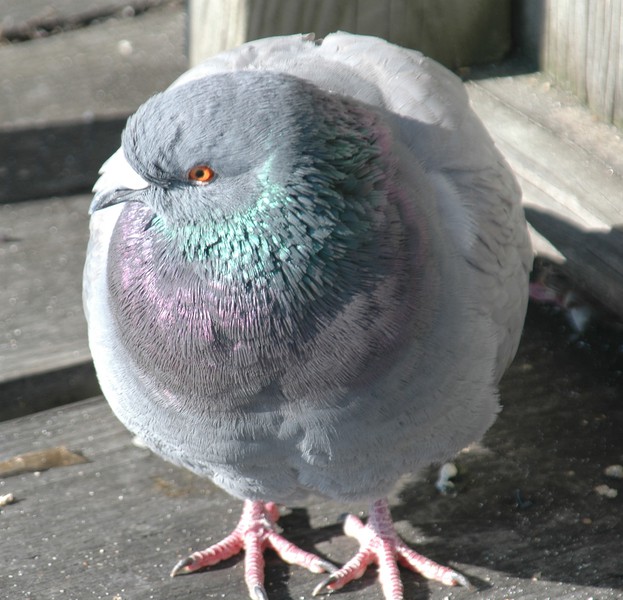 rock_dove_dsc_0046