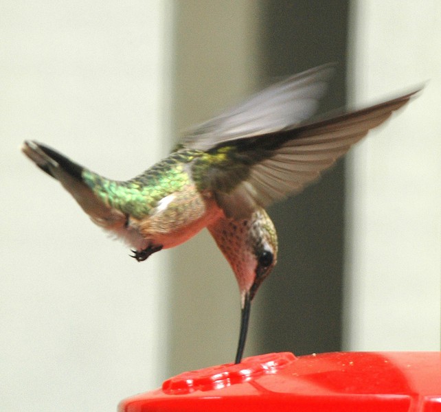 ruby_hummer_dsc_0057