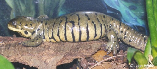 tigersal1