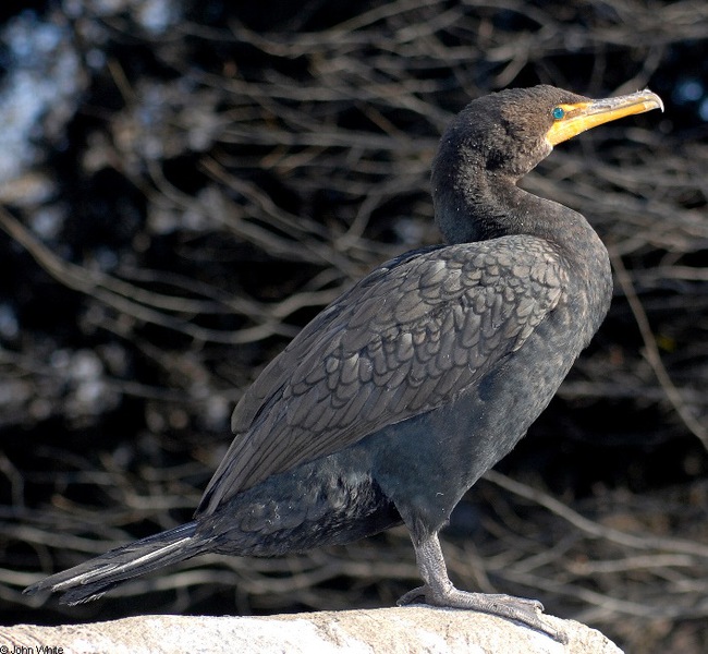 Phalacrocorax_auritus221