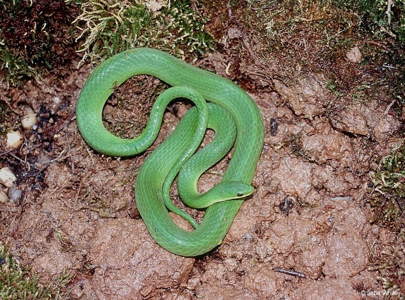 liochlorophis_vernalis004