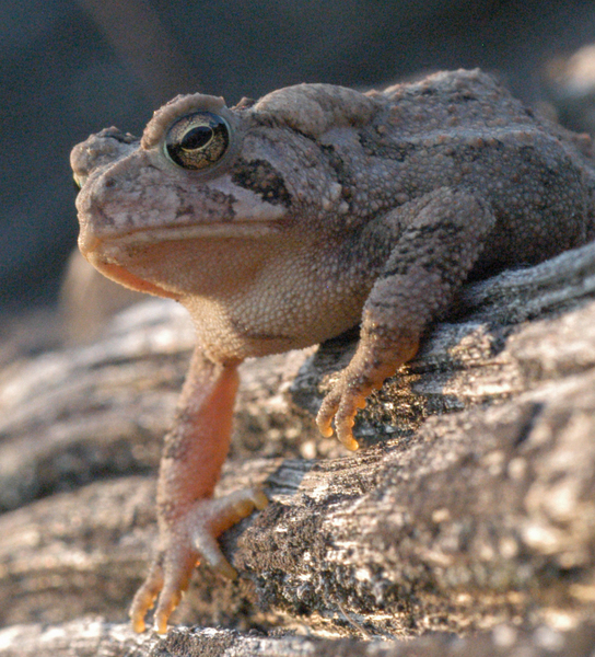 2004-0714_Gray_tree_frog_3b