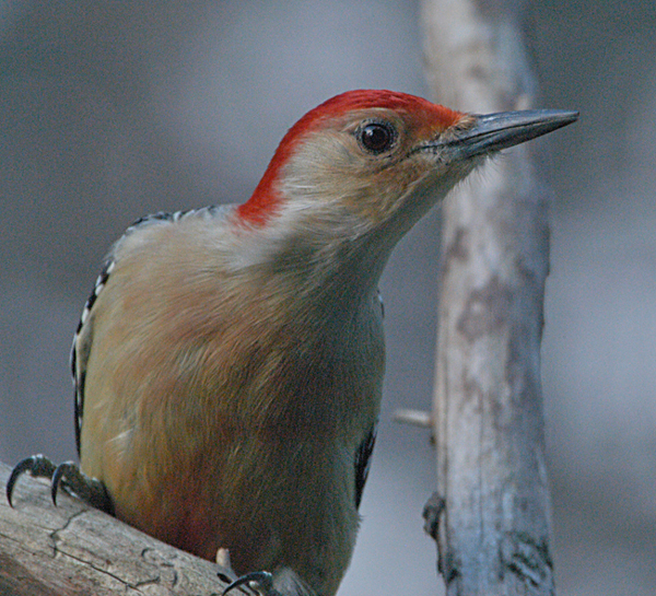 2005-0126_Red-bellied_7E335