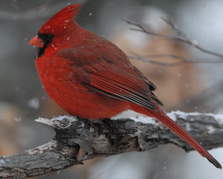 2007-0121cardinal2