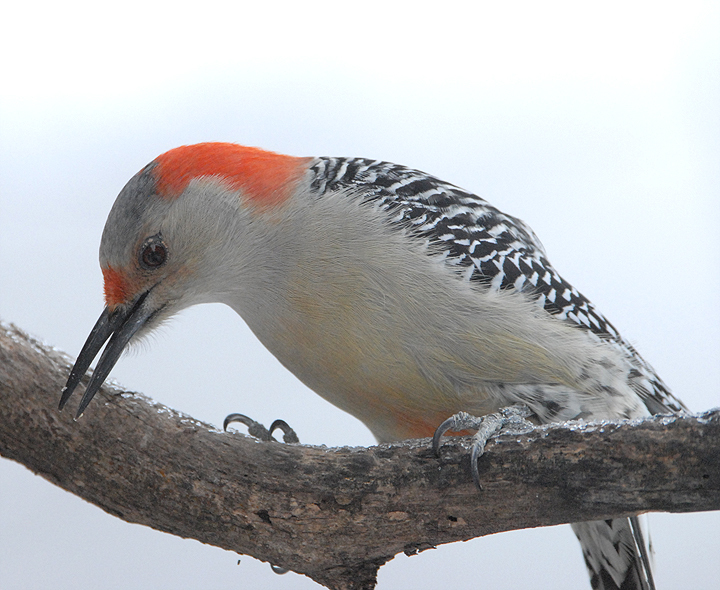 2007-0122Rbwoodpecker1