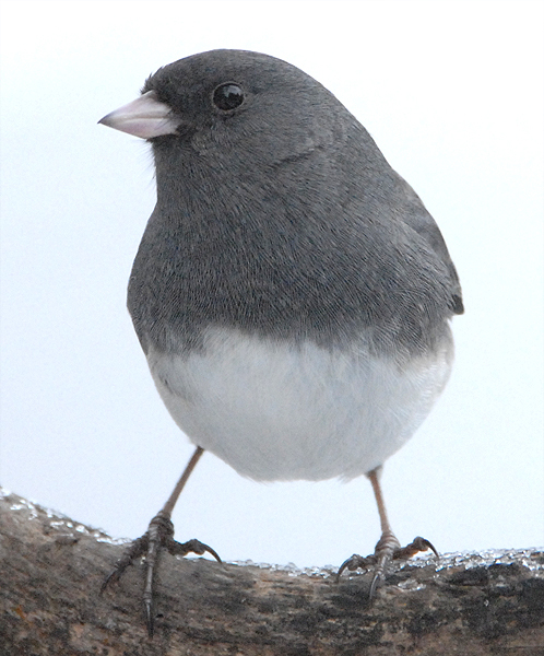 2007-0122Slatecoloredjunco