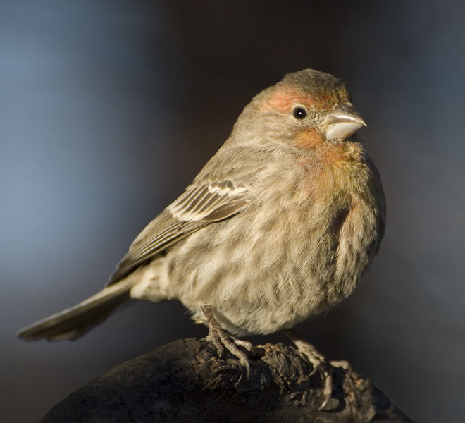 2007-0204House_finch3