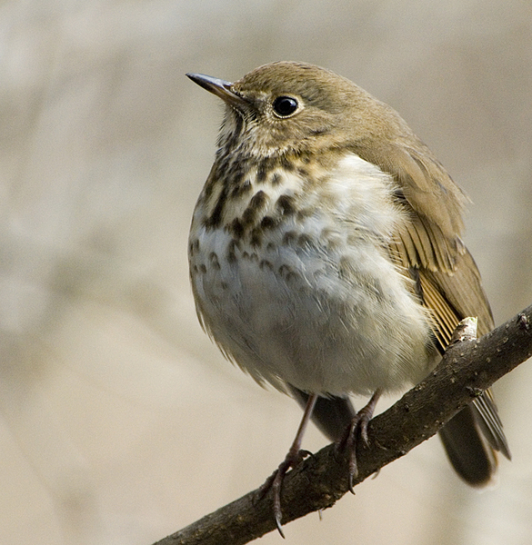 2007-0211HermitThrush_3