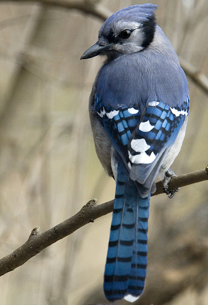 2007-0211Jay