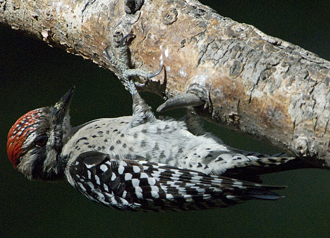 2007-09223_Ladderback