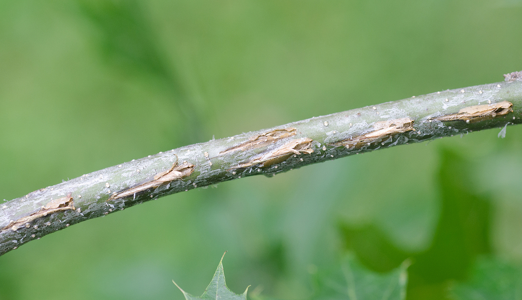 2013-0609Cicada_egg_scars