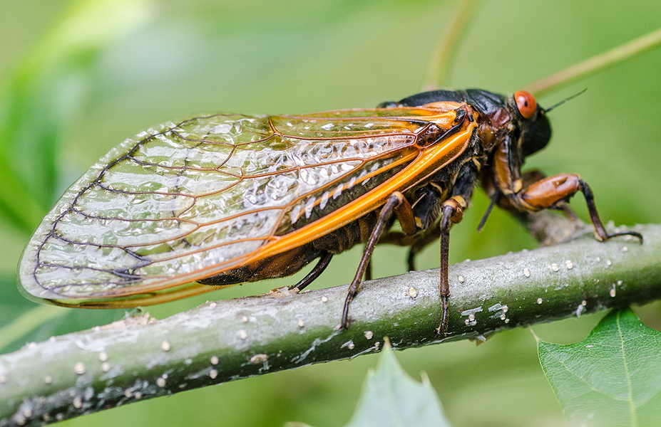 2013-0609cicada_egglaying