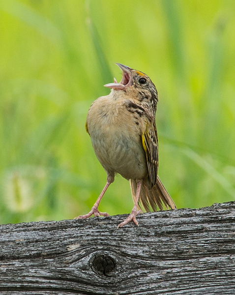 2013-0705Ammodramus