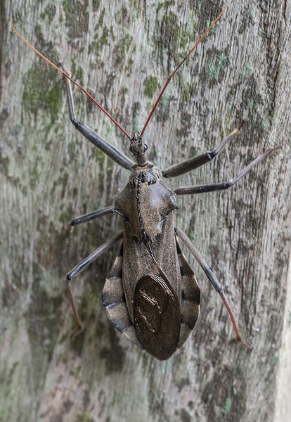 2013-0901Arilus-2