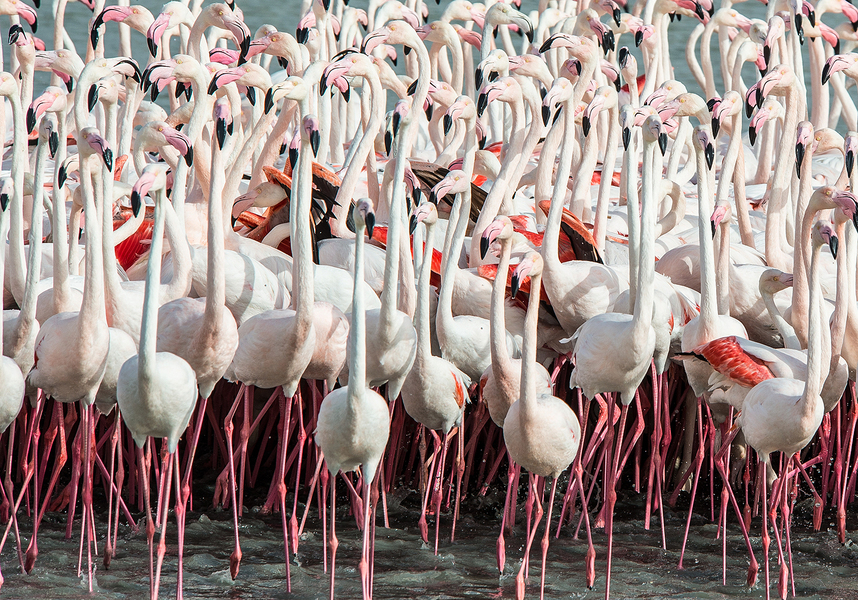 2014-0218Greater_Flamingo_