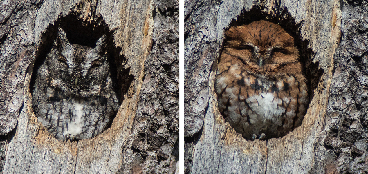 2014-1108_Screech_Owls