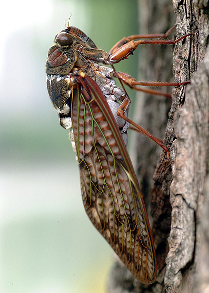 Cicada