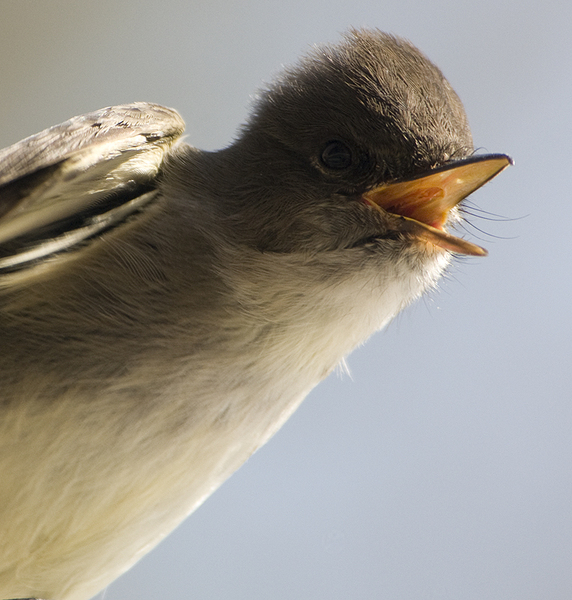 Eastern_Phoebe2
