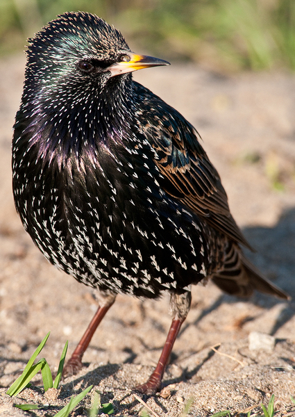 European_Starling
