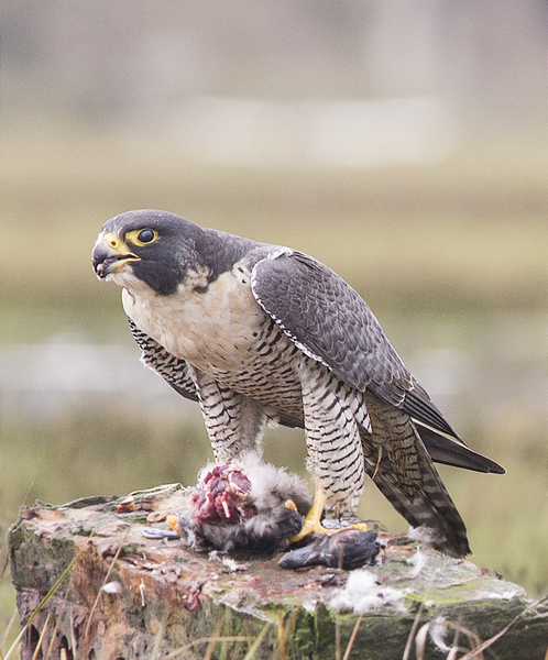 Peregrine1
