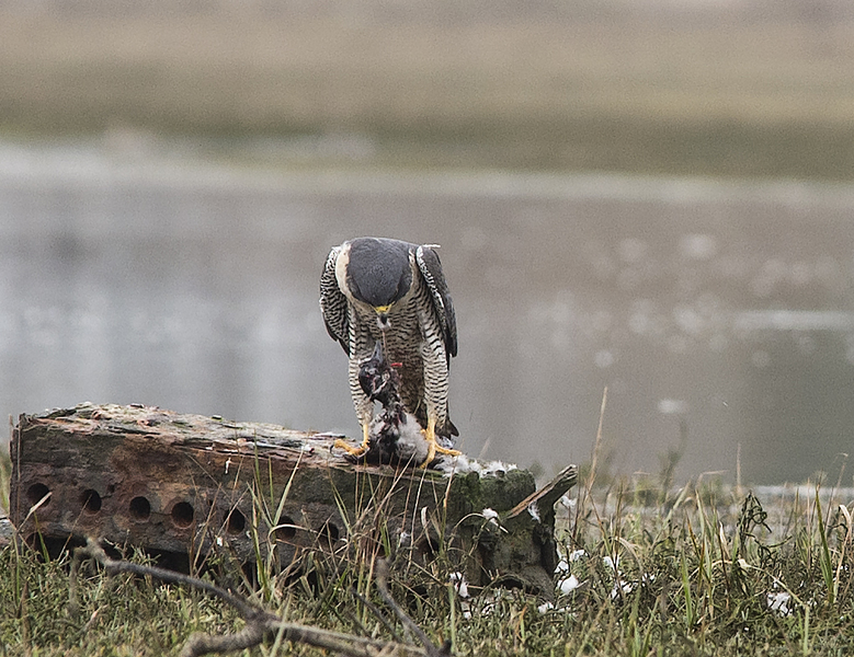 Peregrine2