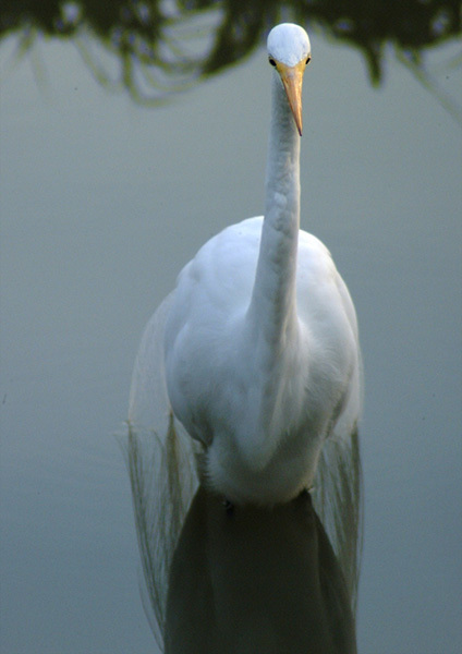 casmerodius_albus