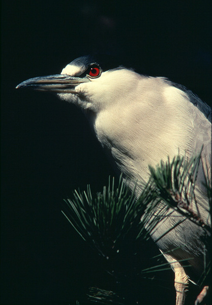 nycticorax_nycticorax