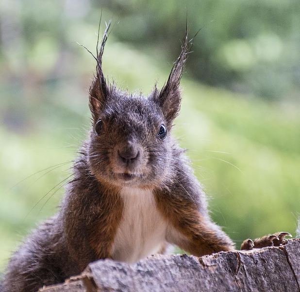 sciurusvulgaris