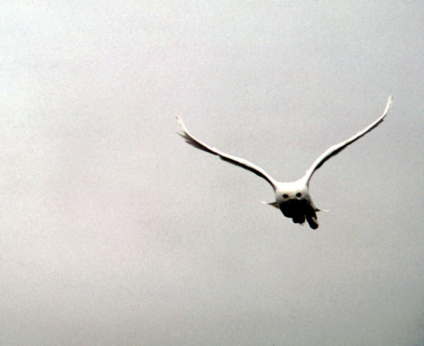 snowy_male_flying