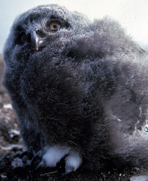 snowy_owl_chick
