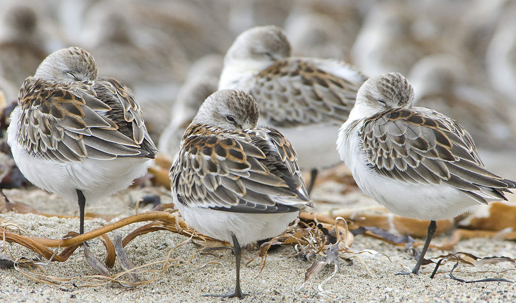 westerns_roosting