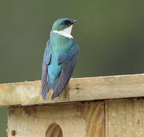 Teuchrysea_nestboxperch