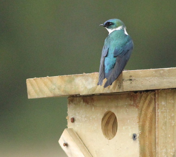 Teuchrysea_nestboxperch2
