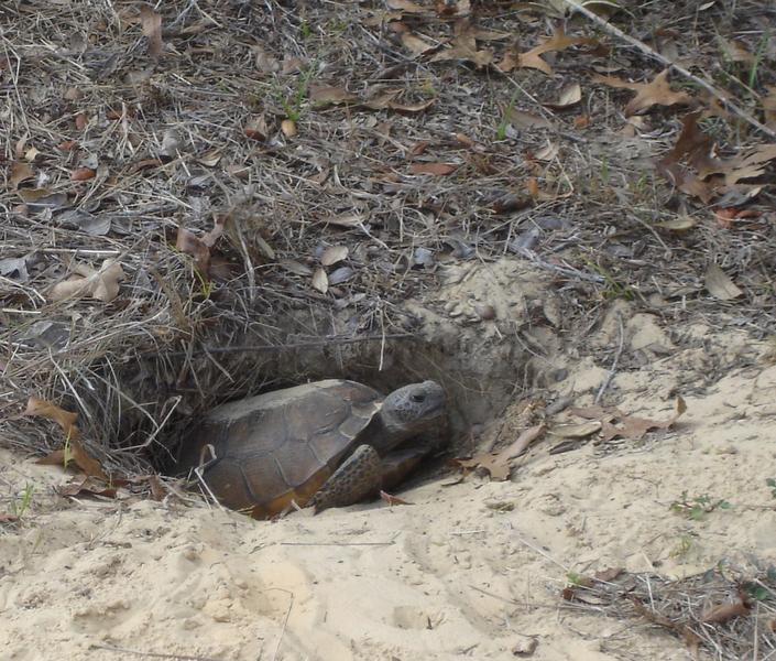 tortoise06391