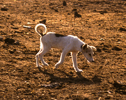 Dog_nodate