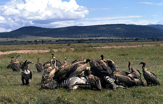 VulturesandZebra_nodate